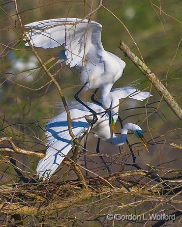 Breeding Egrets_45552.jpg - Great Egret (Ardea alba)Photographed at Lake Martin near Breaux Bridge, Louisiana, USA.